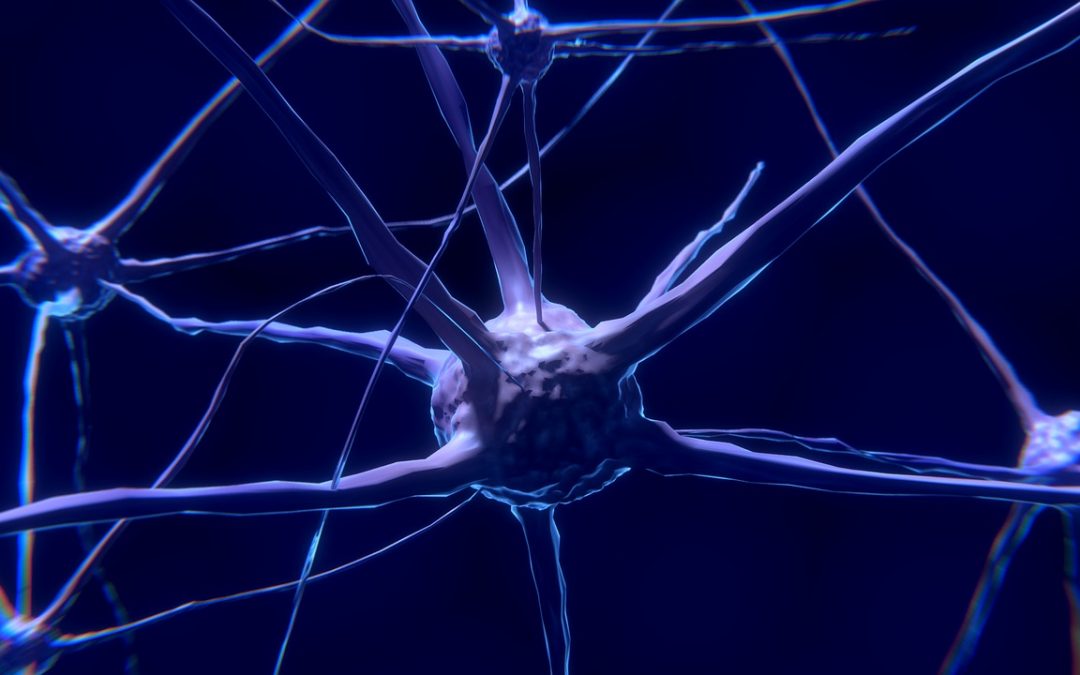 Učinak propolisa na preživljenje neurona u prisutnosti toksičnih koncentracija bakra